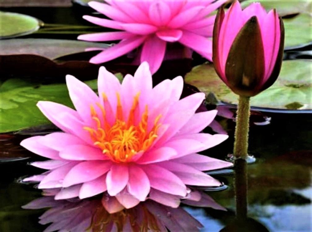 2025-07-28-LOTUS.jpg