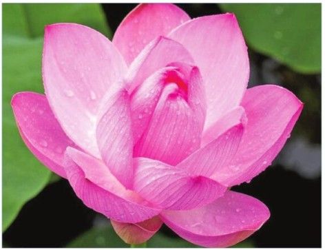 The lotus and the light